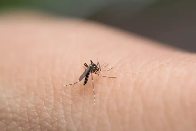 Gestão Sustentável: dengue, ODS, epidemias e o desenvolvimento sustentável