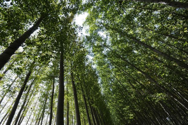 BNDES seleciona 5 projetos para compra de créditos de carbono em chamada piloto